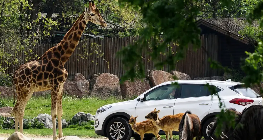 Safari route at Parco Natura Viva near Lake Garda