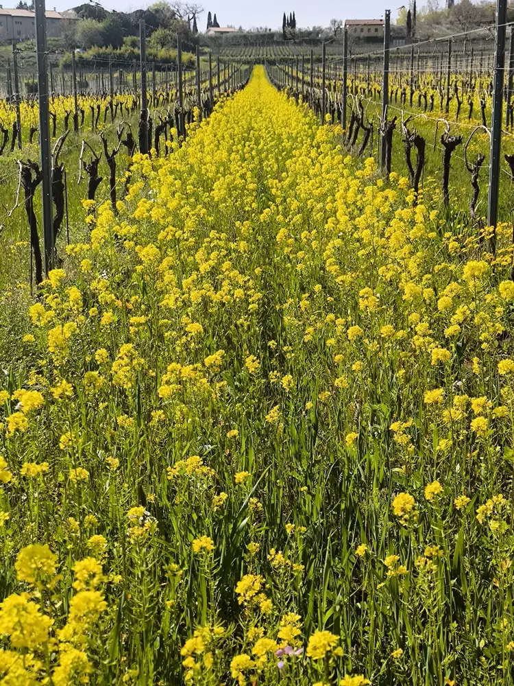 Bardolino vineyard with yellow wildflowers between the rows