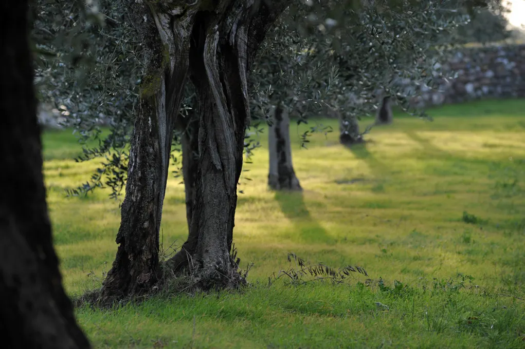 Olive trees in a grove near Cavaion Veronese and Bardolino