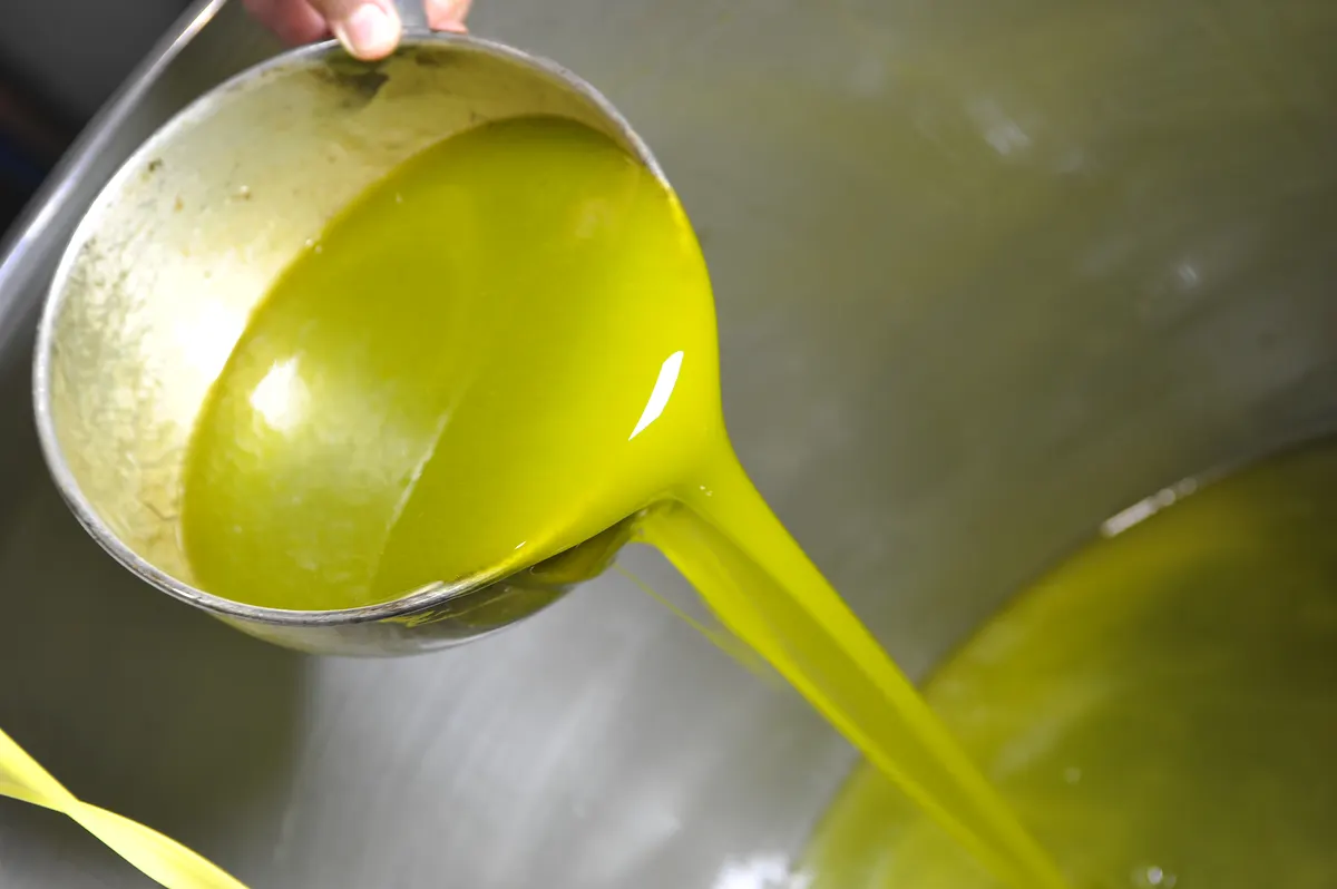 Fresh green olive oil being poured at an olive oil mill near Cavaion Veronese